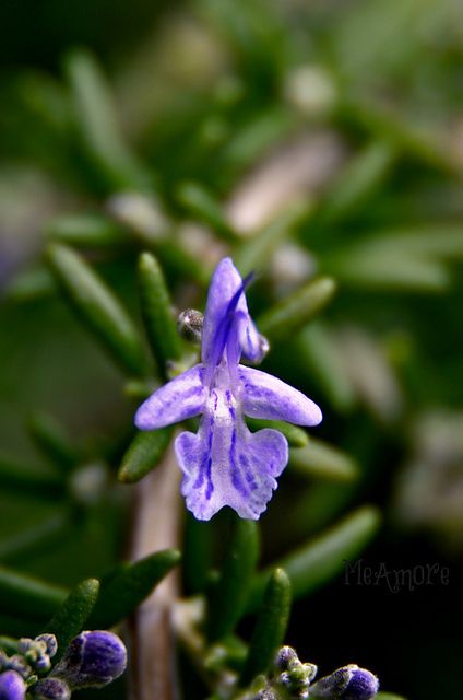 Rosemary Flower by MeAmore5, via Flickr Rosemary Aesthetic, Rosemary Flower, Rosemary Herb, Growing Rosemary, Herb Art, Tattoo Plant, Food Tattoos, Rosemary Plant, Herbal Tea Blends