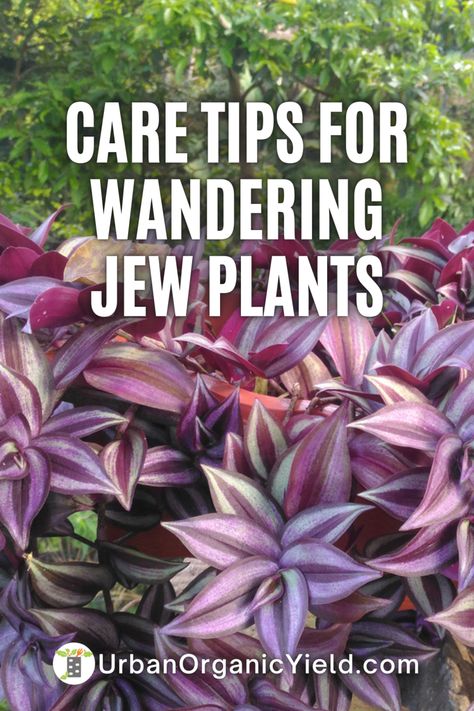 Wondering Jew Plant Care, Wandering Jew Plant Care, Wondering Jew Plant, Wondering Jew, Jew Plant, Lavender Care, Gardening Inside, Wandering Jew Plant, Outdoor Urns