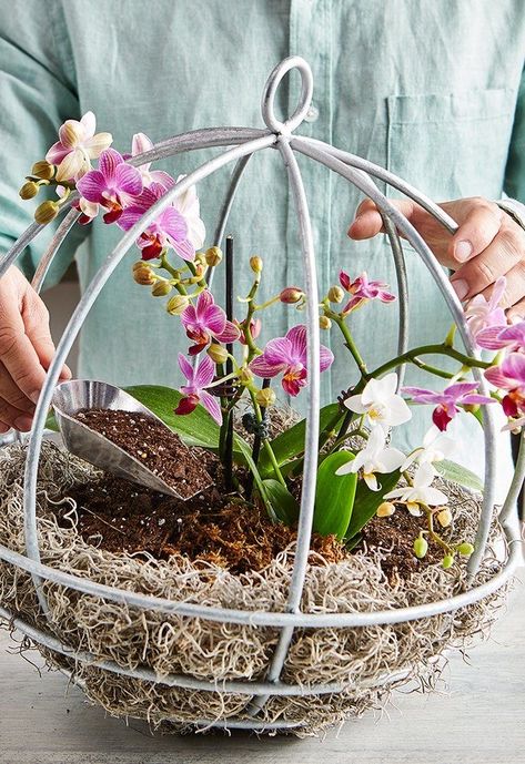 Japanese Kokedama, Kokedama Orchid, Diy Kokedama, Diy Orchids, Hanging Orchid, Indoor Orchids, Orchid Plant Care, Orchid Planters, Planter Project