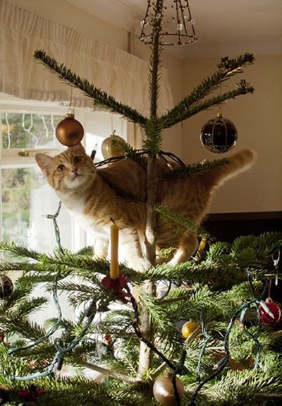 Top pets: cats: Wiggens in the tree; how do I get out of here? Crismas Tree, Cat Christmas Tree, Image Chat, Curious Cat, Best Pictures, Cute Cats And Kittens, Christmas Animals, Beautiful Cats, Christmas Cats