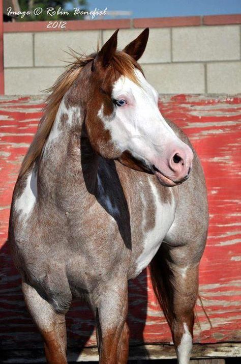 Horses are some of the world’s most beautiful and astonishing animals.  We’ve seen their strong...Read More » American Paint Horse, Painted Horses, Pinto Horse, Paint Horse, German Shepards, Most Beautiful Horses, Horse World, All The Pretty Horses, Horse Crazy