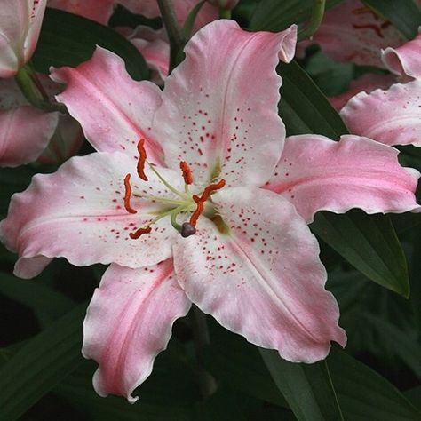 Virtuoso Oriental Lily(2/Bag)  3-3  ' tall midsummer with bloom. This delicate looking flower is white and is blushed with soft pink with deep red freckles. A unique bloom. Perfect for arrangements.  Plant in full sun. Zones 4-9. 2 bulbs per package. 14/16cm bulb.   gilberthwild.com/product/virtuoso-oriental/ Asian Lily, Pink Lilies Aesthetic, Asiatic Lily Flower, Pink Rain Lily, Red Freckles, Lily Asiatic, Lily Bulbs, Asiatic Lilies, Peach Blossoms