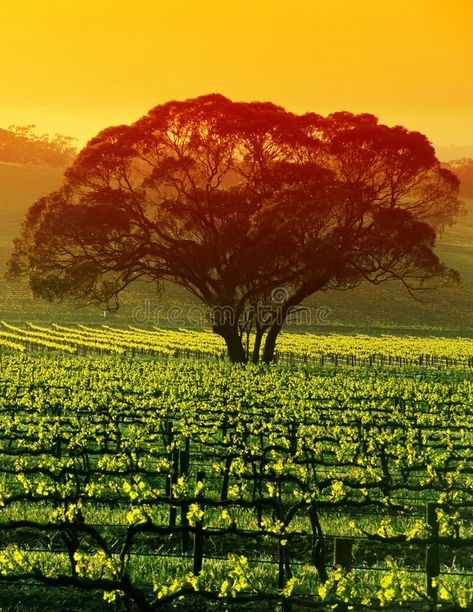 Large Tree in Vineyard. Sunrise over Large Tree in Vineyard , #AD, #Tree, #Large, #Sunrise, #Vineyard #ad Clare Valley, Barossa Valley, Wine Vineyards, Australian Wine, Winery Tours, Wine Guide, Adelaide South Australia, Large Tree, Vintage Hawaii