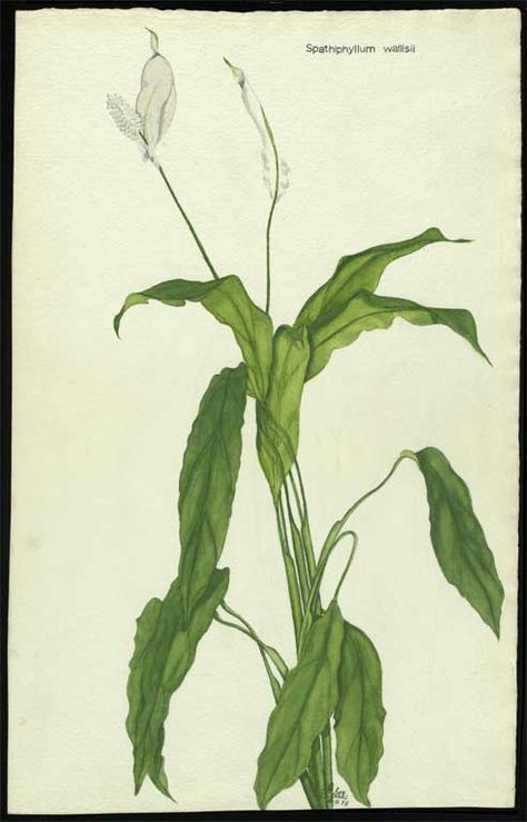 Spathiphyllum wallisii Spathiphyllum Wallisii, Ecology Illustration, Big Battle, Peace Lily, Botanic Gardens, Nature Garden, Plant Art, Arte Floral, Christchurch