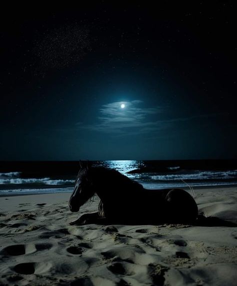 Horse Riding Aesthetic, Equestrian Aesthetic, Ocean At Night, Horse Wallpaper, Horse Aesthetic, Majestic Horse, Pretty Animals, By The Ocean, Appaloosa