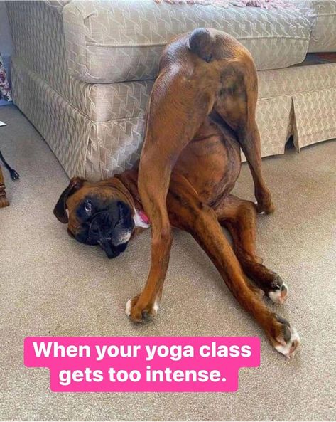 Boxador Puppies, Boxer Dog Pictures, Cute Boxer Puppies, Boxer Dogs Funny, Boxer Dogs Art, Dog Best Friend, Boxer Puppies, Funny Dog Memes, Cute Dog Pictures