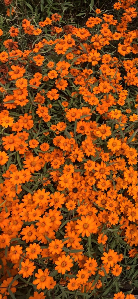 Orange Flower Wallpaper Aesthetic, Hazy Orange Aesthetic, Aesthetic Pictures For Wall Collage Orange, Orange Flowers Aesthetic Wallpaper, Orange Spring Aesthetic, Orange Aesthetic Drawing, Orange Aesthetic Flowers, Wallpaper Naranja, Orange Asthetics Wallpaper