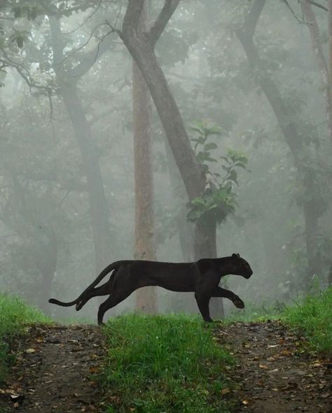 Panther Cat, Black Tigers, Cat Aesthetic, Animal Planet, Black Panther, Big Cats, Spirit Animal, Beautiful Creatures, Wild Cats