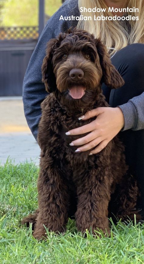 Labradoodle Haircut Style, Australian Labradoodle Grooming, Labradoodle Haircut, Labradoodle Grooming, Chocolate Labradoodle, Australian Labradoodle Puppies, Labradoodle Dogs, Cockapoo Dog, Australian Labradoodle