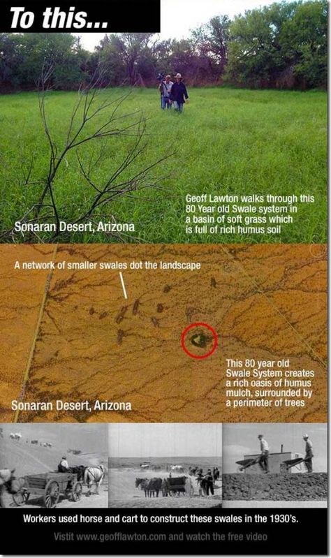 American Desert, Soil Conservation, Rain Harvesting, Winter Vegetables Gardening, Desert Environment, Fall Garden Vegetables, Permaculture Gardening, Permaculture Design, Desert Garden