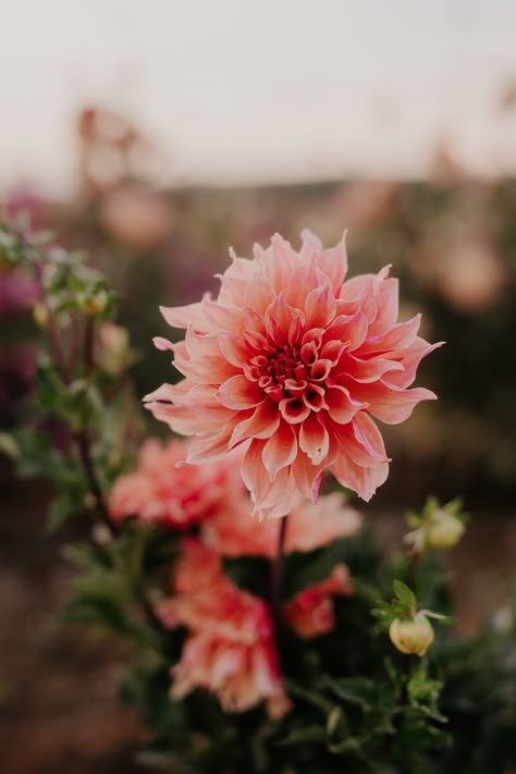 Dahlias Aesthetic, Dahlia Photography, Dahlia Flower Garden, Pink Dahlias, Dahlia Garden, Moody Florals, Cut Flower Farm, Dahlias Garden, Growing Dahlias