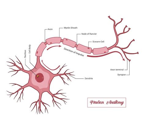 Vector human neuron structure nerve cell... | Premium Vector #Freepik #vector #nerve #brain #brain-health #anatomy Nerve Cell Drawing, Nerve Drawing, Neuron Anatomy, Neuron Drawing, Slp Outfits, Neuron Diagram, Cells Drawing, Nerves Anatomy, Neuron Structure