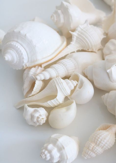 All White Aesthetic, Aesthetic Perspective, White Sea Shells, Shell Texture, Image Zen, Photo Bleu, Minimalist Dekor, Aesthetic White, Beach Wedding Decorations