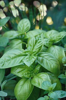 Basil Aesthetic, Oklahoma Garden, Salsa Garden, Garden Renovation Ideas, Plant Bed, Basil Herb, Illustrated Recipes, Cat Safe Plants, Flower Language