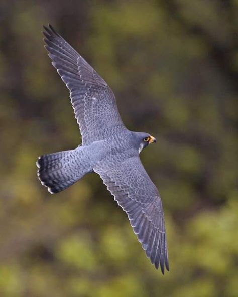 Peregrine Falcon Wings, Peregrin Falcon, Falcon Wings, Bird Anatomy, Northern Goshawk, Falcon Logo, Sparrowhawk, Stink Bugs, Wings Drawing