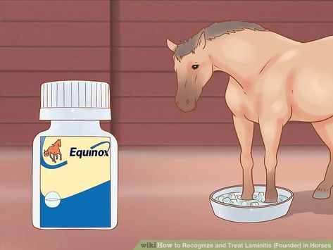 How to Recognize and Treat Laminitis (Founder) in Horses Stall Gates For Horses, Founder In Horses, Laminitis In Horses, Mini Horse, Horse Health, Horse Trailer, Horse Care, Dog Drawing, Horse Love