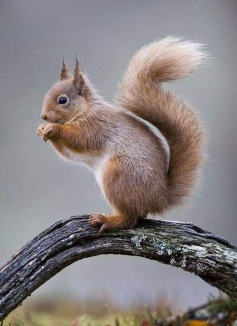 ~Katarina~the animal world 🐿🐿🐿🐿🐿🐿🐿🐿🐿🐿🐿🐿 Wild Animal Photography, Squirrel Pictures, Wild Animals Photography, Animal References, Animal Illustrations, Cute Squirrel, A Squirrel, Red Squirrel, Animal Wallpaper