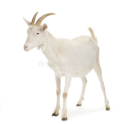 Goat stock photos Indian Goat, Types Of Goats, Learning Animals, Milk Goats, Alpine Goats, Female Goat, Animal Zodiac, Goat Yoga, Goats Funny