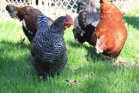 Chickens Laying Eggs, Barred Rock Chickens, Best Laying Chickens, Leghorn Chickens, Laying Chickens Breeds, Best Egg Laying Chickens, Laying Chickens, Portable Chicken Coop, Egg Laying Chickens