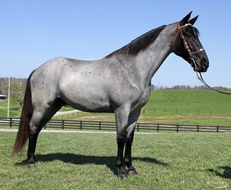 ♞♞♞ He’s not a tornado, he’s not a hurricane, this Storm is even more rare than those… Bold Blue Storm (Blue) is a 16hh, coming 6 yr old, True Blue Roan Gelding!!! He is a registered Tennessee Walking Horse and has a good pedigree. I originally traded for Blue last year from a friend in North Carolina who is an older lady and needed a much smaller horse. Blue has been trail ridden and camping in states from North Carolina to California, throughout Kentucky, Tennessee and Georgi Tennessee Walking Horse, Walking Horse, Blue Roan, Horse Dressage, Types Of Horses, Andalusian Horse, Black Horses, Wild Mustangs, Friesian Horse