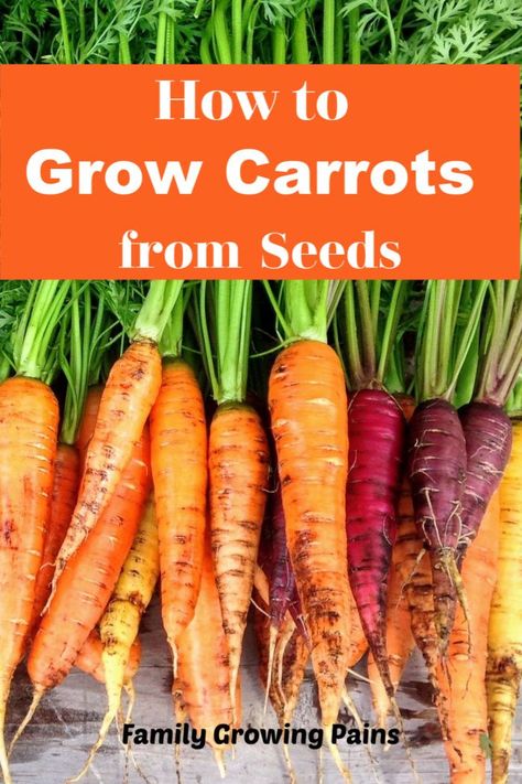 Carrot Garden Raised Beds, Growing Carrots In Raised Beds, How To Plant Carrot Seeds, Growing Carrots From Seed, Growing Carrots In Containers, Carrots Growing, Planting Carrots, Grow Carrots, How To Plant Carrots