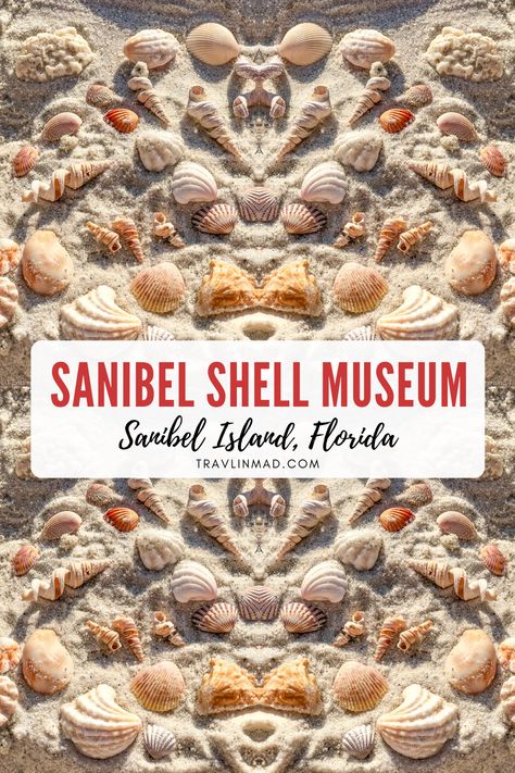 Sanibel Island Shells, Hiking In Florida, Florida Seashells, Sanibel Florida, Captiva Island Florida, Florida Trees, Sanibel Shells, Best Beach In Florida, Sanibel Island Florida