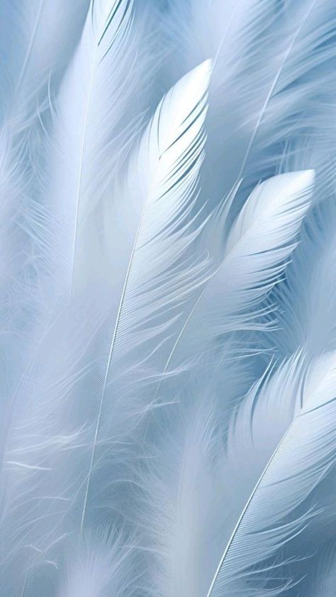 White Feather Aesthetic, Feather Aesthetic Wallpaper, White Feather Background, White Feather Wallpaper, Feather Background, Dove Pictures, Android Wallpaper Art, Iphone Wallpaper Stills, Phone Background Patterns