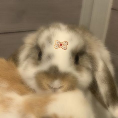 Cute Bunny Matching Pfp, Matching Easter Pfp, Rabbit Matching Pfp, Matching Bunny Pfps, Bunny Matching Pfp, Rabbit Profile, Rabbit Pfp, Silly Bunnies, Coquette Moodboard