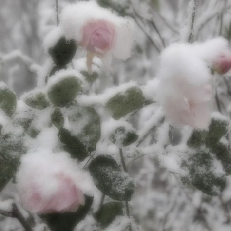 Trees, Flowers, Pink