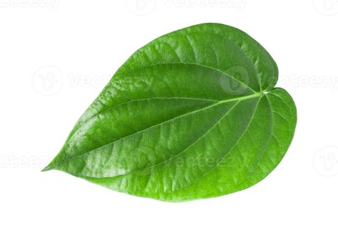 Betel Leaf, Packaging Template, Art Village, Tuk Tuk, China Art, Background Png, Free Png, Transparent Background, Royalty