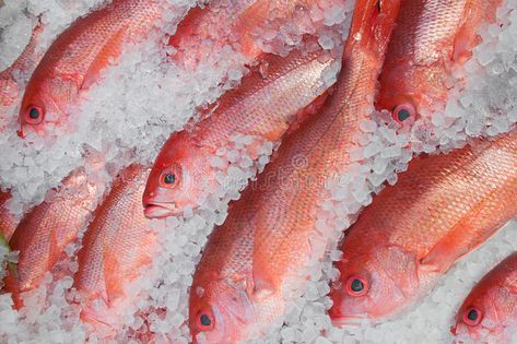 Red Snapper Fish, Red Snapper Plating, Steam Snapper Fish, Red Snapper Painting, Red Snapper Photography, Snapper Fish, Image Of Fish, Vector Graphics Illustrations, Red Fish Blue Fish