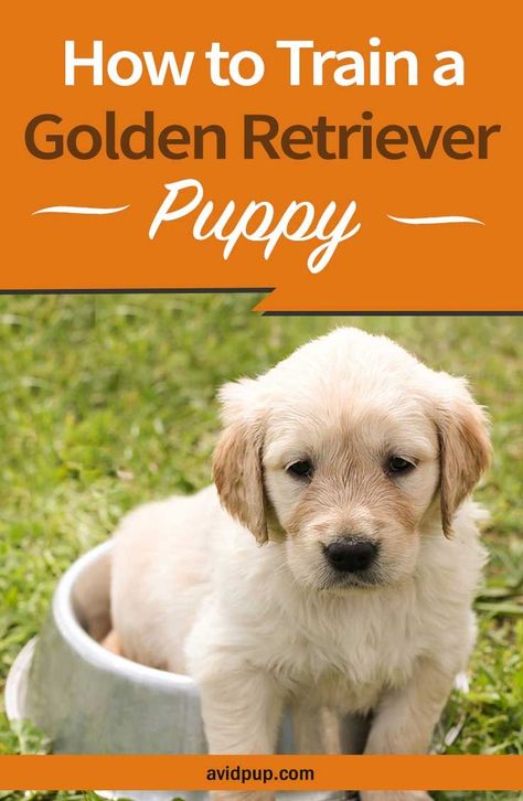 Golden Retriever Puppy Training Tips, Potty Training Golden Retriever, How To Train Golden Retriever Puppies, Training A Golden Retriever, New Golden Retriever Puppy, Golden Retriever Training Tips, Getting A Golden Retriever Puppy, How To Train A Golden Retriever Puppy, Training Golden Retriever Puppy