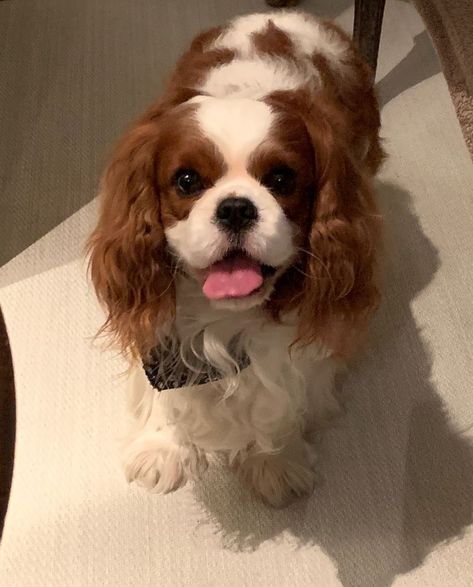 Cavalier King Spaniel, King Spaniel, Cavalier Dog, Cavalier King Charles Dog, Cavalier Puppy, King Charles Dog, King Charles Cavalier Spaniel Puppy, Super Cute Puppies, Cocker Spaniel Puppies