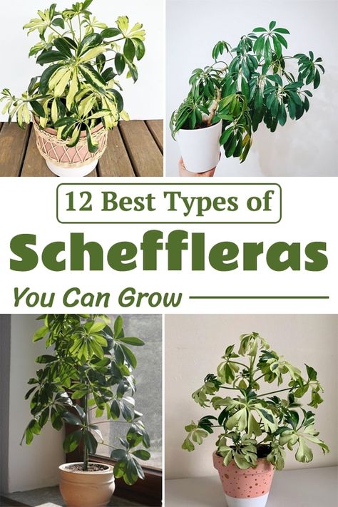 With long and shiny leaves, Umbrella Plant looks truly spectacular! Grow these best Types of Scheffleras to have tropical vibes in your home. Sheffalara Plant, Schefflera Plant, Chameleon Enclosure, Plant Business, Common House Plants, Umbrella Plant, Umbrella Tree, Container Vegetables, Plant Hacks