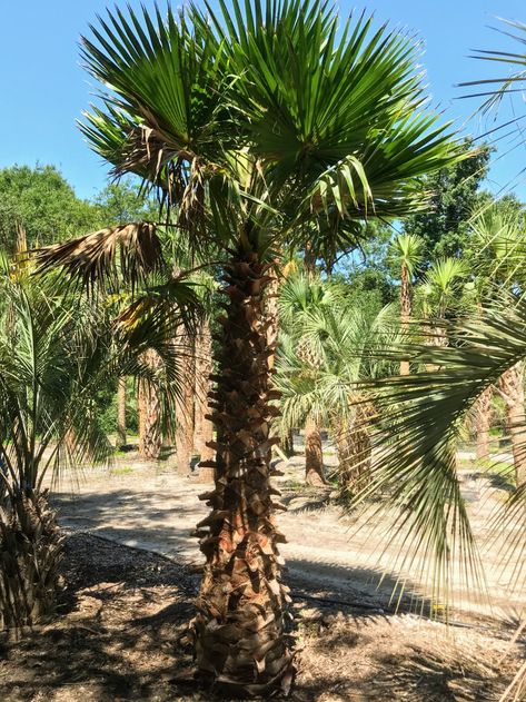 Mexican Fan Palm — Palm Trees Ltd Fan Palm Tree, Mexican Fan Palm, Zero Degrees, Fan Palm, Desert Oasis, Fast Growing, Palm Springs, Southern California, Palm Tree