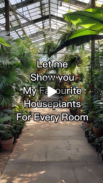 Must Have House Plants, Rooms Full Of Plants, Best Big Indoor Plants, Taking Care Of House Plants, Where To Place Plants In Your Home, Plant Styling Ideas, Unique Indoor Plants, Indoor Plants Decor Living Room Ideas, Plants In Living Room Ideas