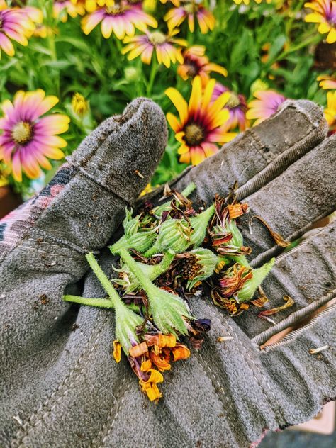 How to Deadhead African Daisies – Deadheading & Pruning Osteospermum - Bunny's Garden African Daisies, African Daisy, Deadheading, Yard Waste, Garden Idea, Flowers Blooming, Gardening Gloves, Seed Pods, Flower Bud