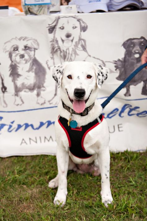 Dog Adoption Event, Pet Adoption Event, Been There Done That, Dog Days, Dog Adoption, Pet Adoption, Labrador Retriever, Adoption, Pet