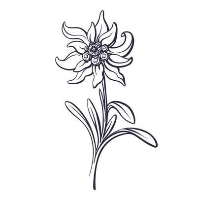 Flower design of the logo with a hand-drawn flower of Edelweiss 4993164 Vector Art at Vecteezy Edelweiss Drawing, Edelweiss Tattoo, Edelweiss Embroidery, Vector Mountain, Snow Flake Tattoo, Edelweiss Flower, Logo With A, Aged Care, Flower Leaves