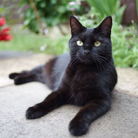 unique cat breeds bombay Bombay Cat Aesthetic, Cutest Cat Breeds, Bombay Cat, Selkirk Rex, Tallest Dog, Outdoor Cat House, Cat Water Fountain, Cute Cat Breeds, Cutest Cat