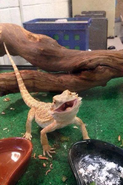 Gecko pictures overflowing with adorableness. These pics are just too cute! Dragon Pet, Bearded Dragon Terrarium, Bearded Dragon Funny, Bearded Dragon Habitat, Baby Bearded Dragon, Bearded Dragon Cute, Bearded Dragon Care, Cute Lizard, Animiertes Gif