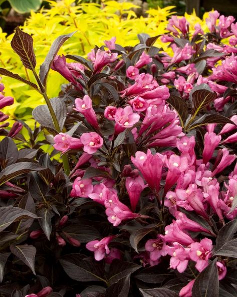 Twenty Evergreen Shrubs For Non-Stop Color | HGTV Red Twig Dogwood, Hgtv Garden, Open Flower, Foundation Planting, Garden Shrubs, Butterfly Bush, Low Maintenance Garden, Flowering Shrubs, Small Space Gardening