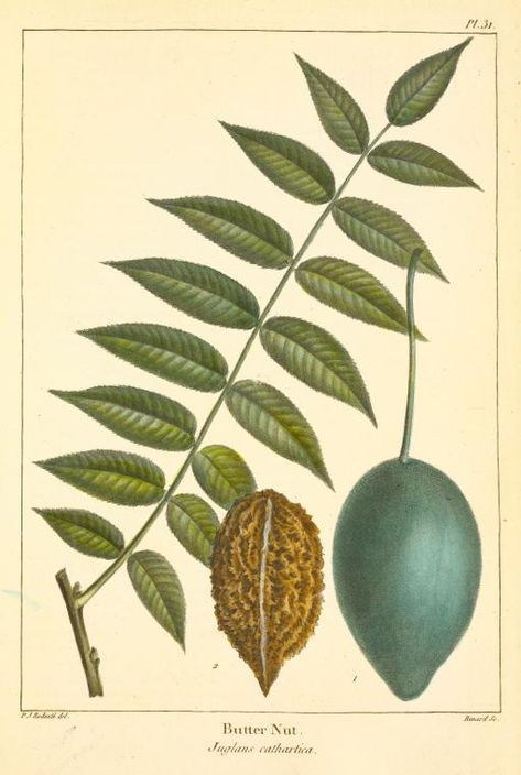 Butter Nut (Juglans cathartica). From New York Public Library Digital Collections. Illustration Botanique, Botanical Collection, Plant Painting, Retro Wall Decor, Vintage Collage, Plant Illustration, Leaf Art, Botanical Flowers, Vintage Botanical