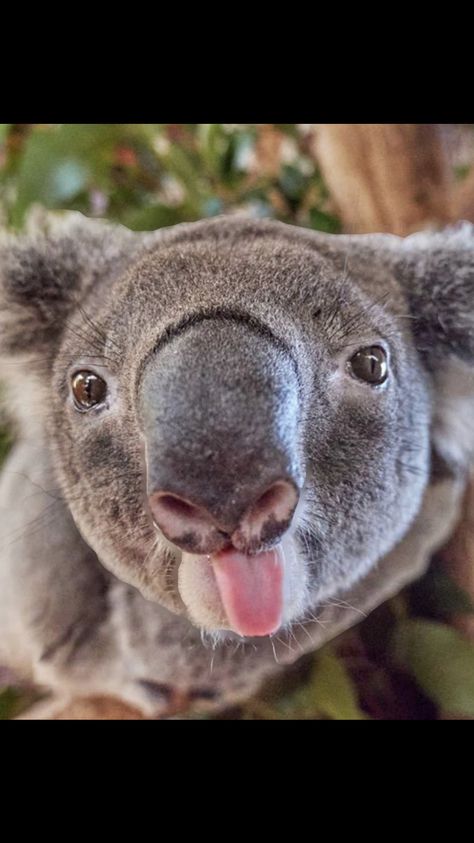 Koala Meme, Funny Koala, Aggressive Animals, Cute Jokes, Wild Creatures, Really Funny Pictures, Koala Bear, Cute Funny Animals, Spirit Animal