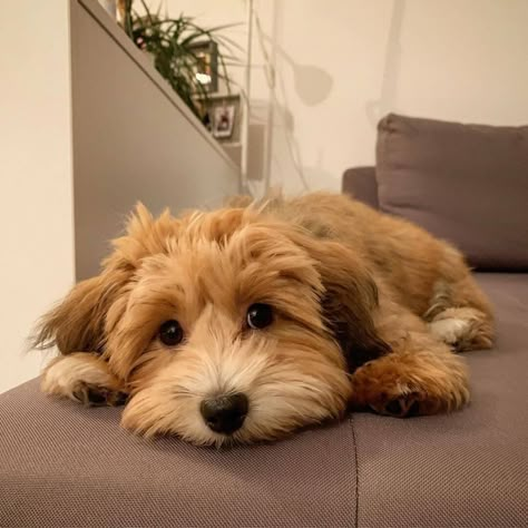 15 Interesting Facts About Havanese Dogs Havanese Poodle, Bichon Havanese, Havanese Dog, Golden Havanese, Havanese Haircuts, Havanese Dogs Drawings, Havamalt Puppies, Chocolate Havanese Dogs, Chocolate Havanese