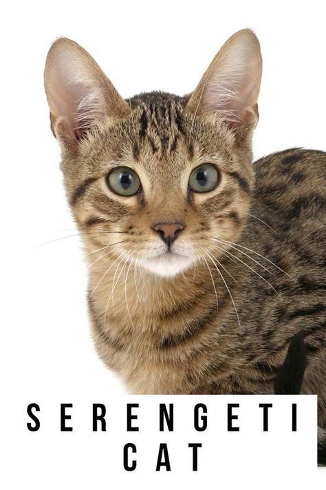 Serengeti Cat, Fun Facts About Cats, Pedigree Cats, Facts About Cats, Domestic Cat Breeds, Spotted Cat, Cat Behavior, Cat Facts