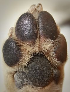 As vulnerable as a human foot, paws need to be taken care of and pampered. An owner wouldn’t walk across a hot parking lot or a snow covered field without the proper protection on their feet. A paw pad needs … Lou Dog, Petit Basset Griffon Vendeen, Paw Care, Fu Dog, Dog Info, Puppy Care, Pet Hacks, Foot Health, Dog Paw