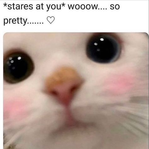 Cat Pick Up Lines, Hello Kitty House, Quotes Ideas, Letting Go Of Him, Reaction Pics, Silly Images, Love My Boyfriend, Wholesome Memes, Pick Up Lines