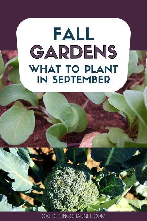 Try growing a fall vegetable garden. Learn which vegetables you can plant in September to harvest in the fall. #gardeningchannel #gardening #fallgardening #vegetablegardening What To Plant In September, Fall Gardening Ideas, Fall Gardens, Room Quotes, Aesthetic Gardening, Ideas Garden Design, 90s Winter, Gardening Quotes, Tattoo Plant