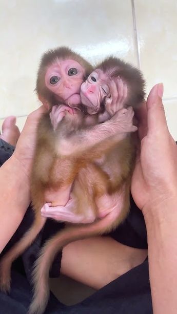 3 Monkeys Funny, Baby Monkey For Sale, Baby Monkey Videos, Monkey Pet, Winged Monkeys, Monkeys For Sale, Cute Monkey Pictures, 3 Monkeys, Capuchin Monkey